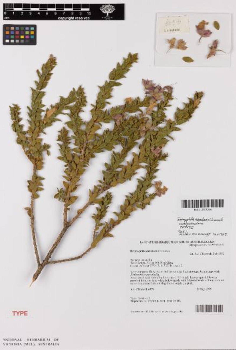Eremophila simulans subsp. simulans photo 2