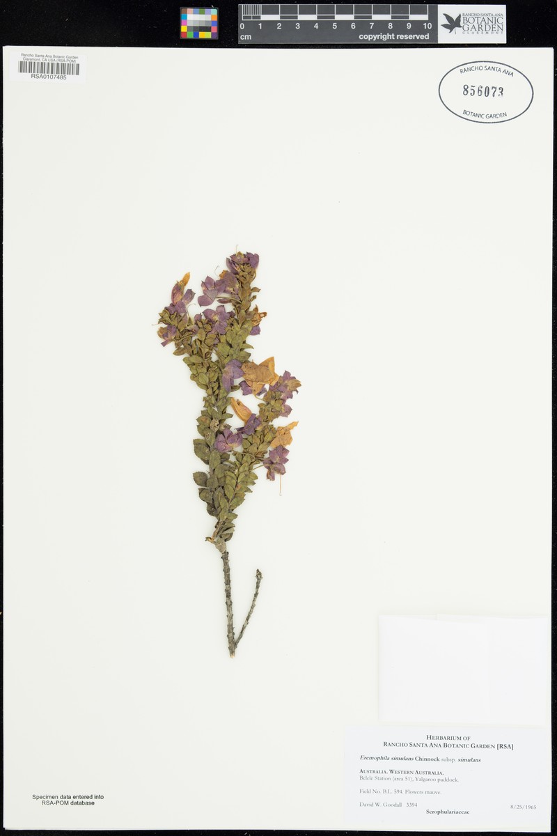 Eremophila simulans subsp. simulans photo 3