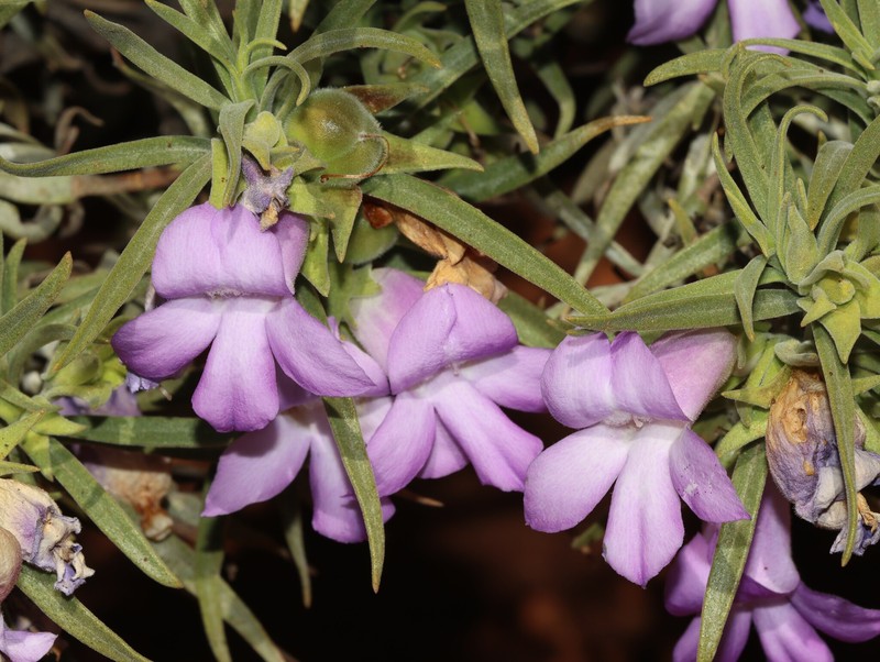 Eremophila spectabilis subsp. spectabilis