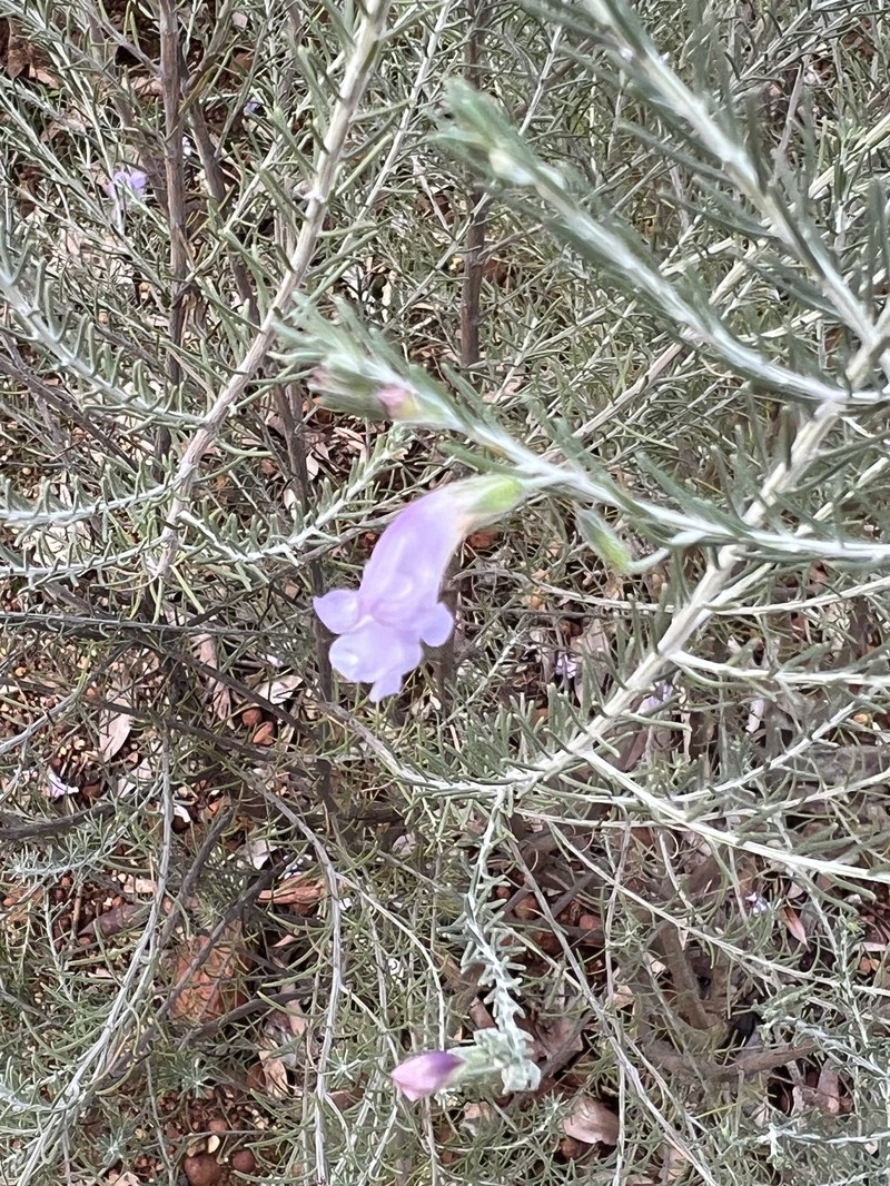 Eremophila subangustifolia