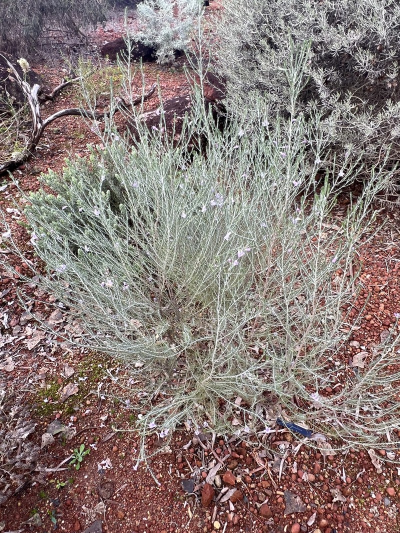 Eremophila subangustifolia photo 2