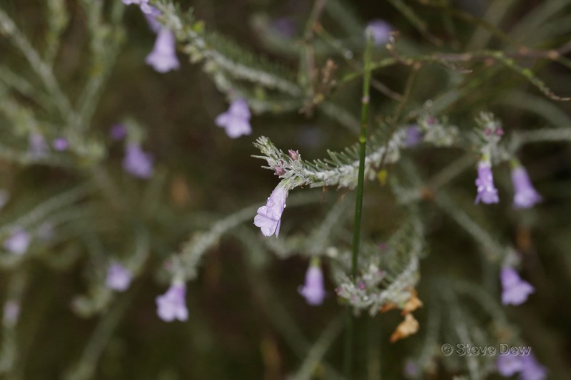Eremophila subangustifolia photo 5