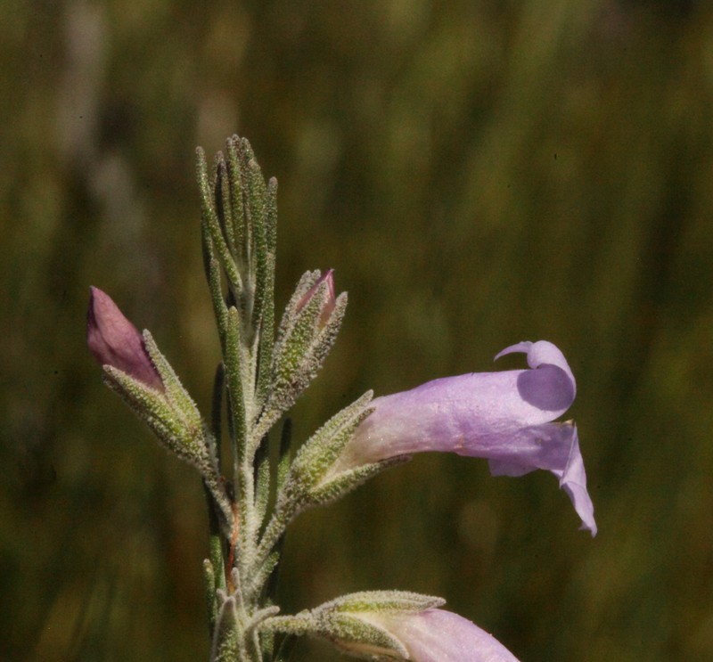 Eremophila subangustifolia photo 6