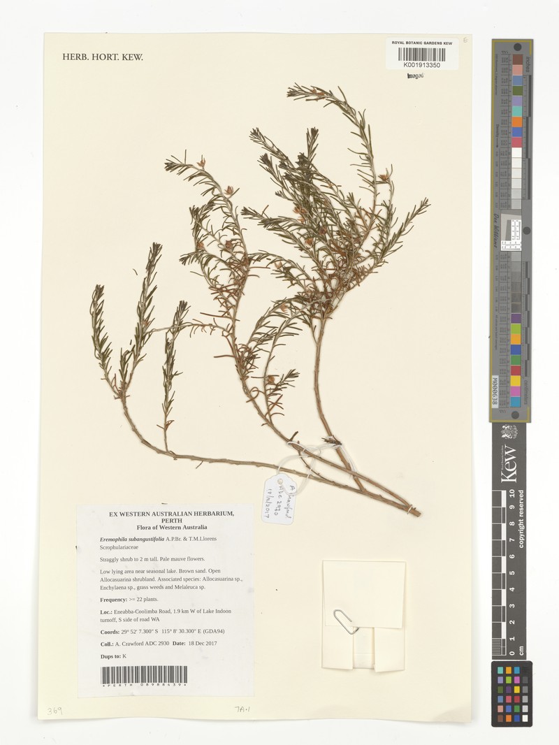 Eremophila subangustifolia photo 7