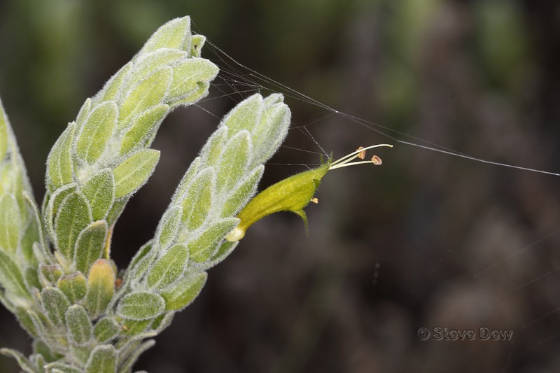 Eremophila subfloccosa subsp. subfloccosa