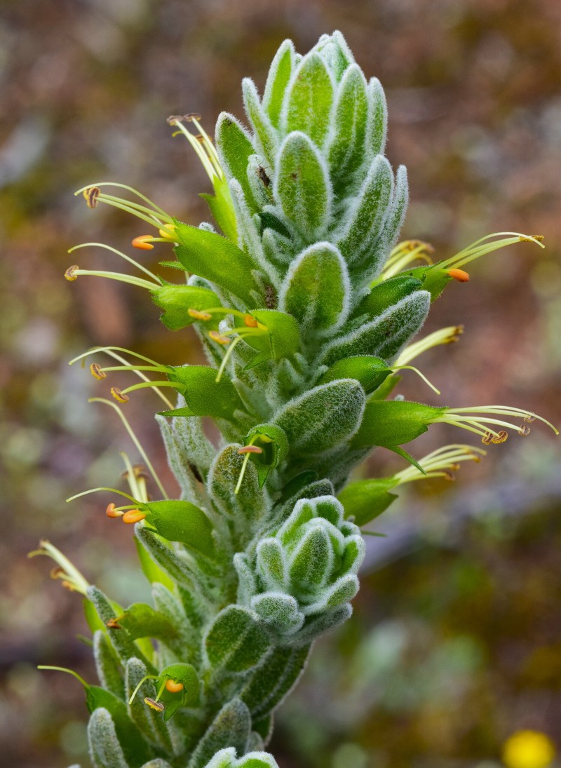 Eremophila subfloccosa subsp. subfloccosa photo 2