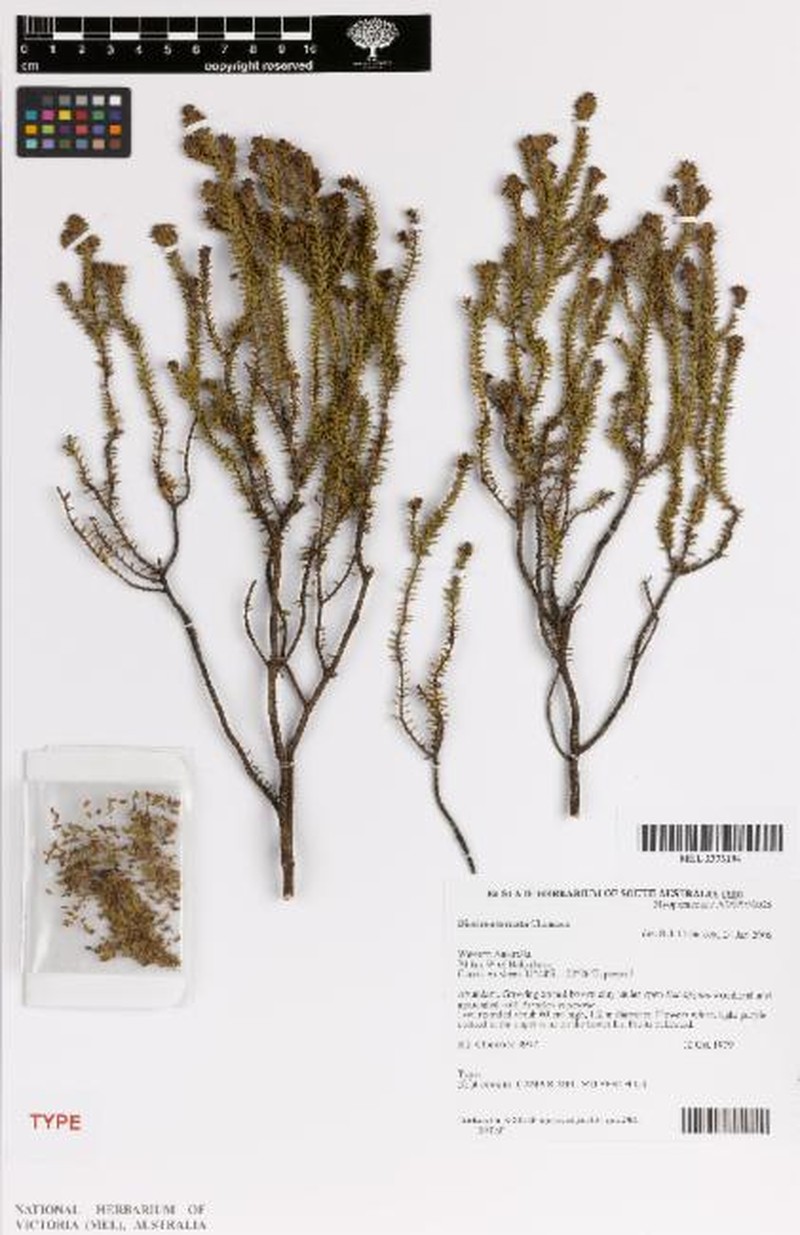 Eremophila ternata photo 2