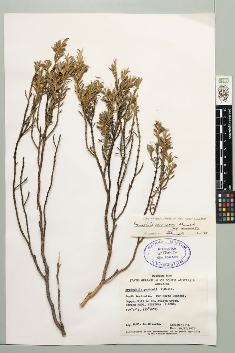 Eremophila verrucosa subsp. verrucosa