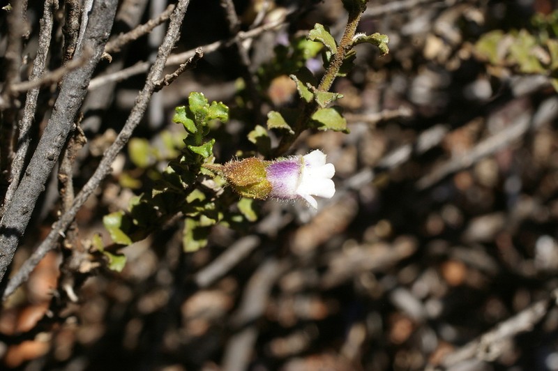 Eremophila victoriae photo 2