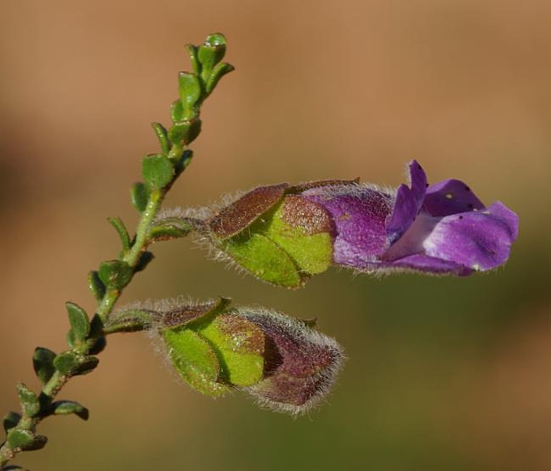 Eremophila victoriae photo 3
