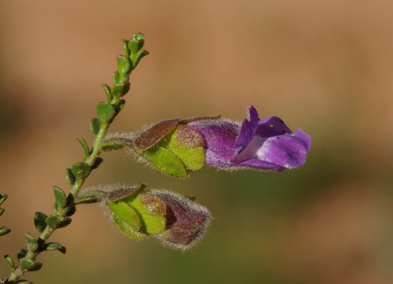 Eremophila victoriae photo 4