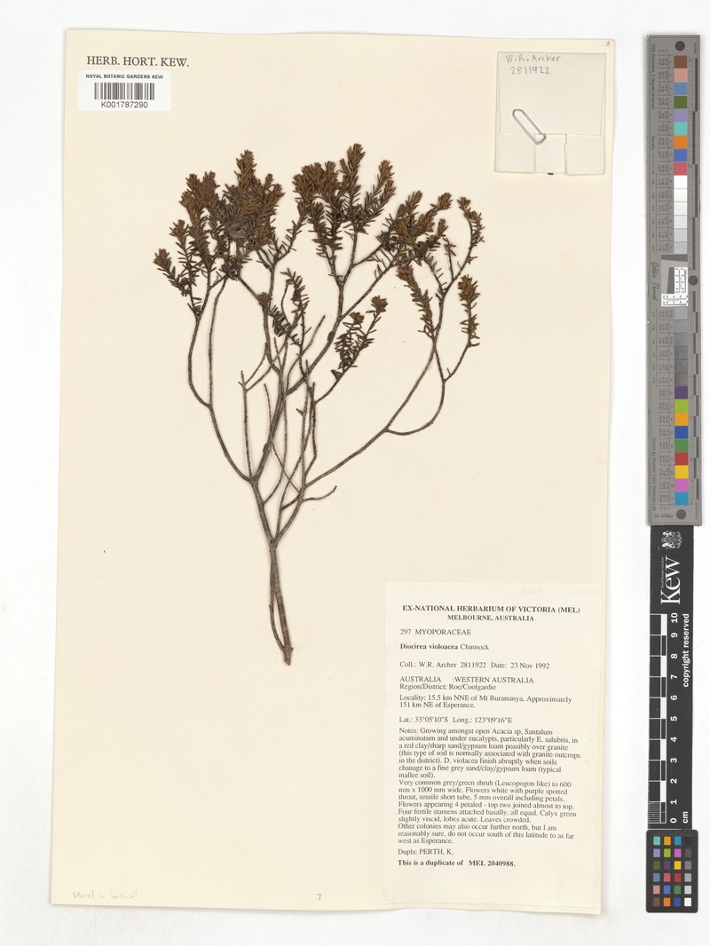 Eremophila violacea photo 2