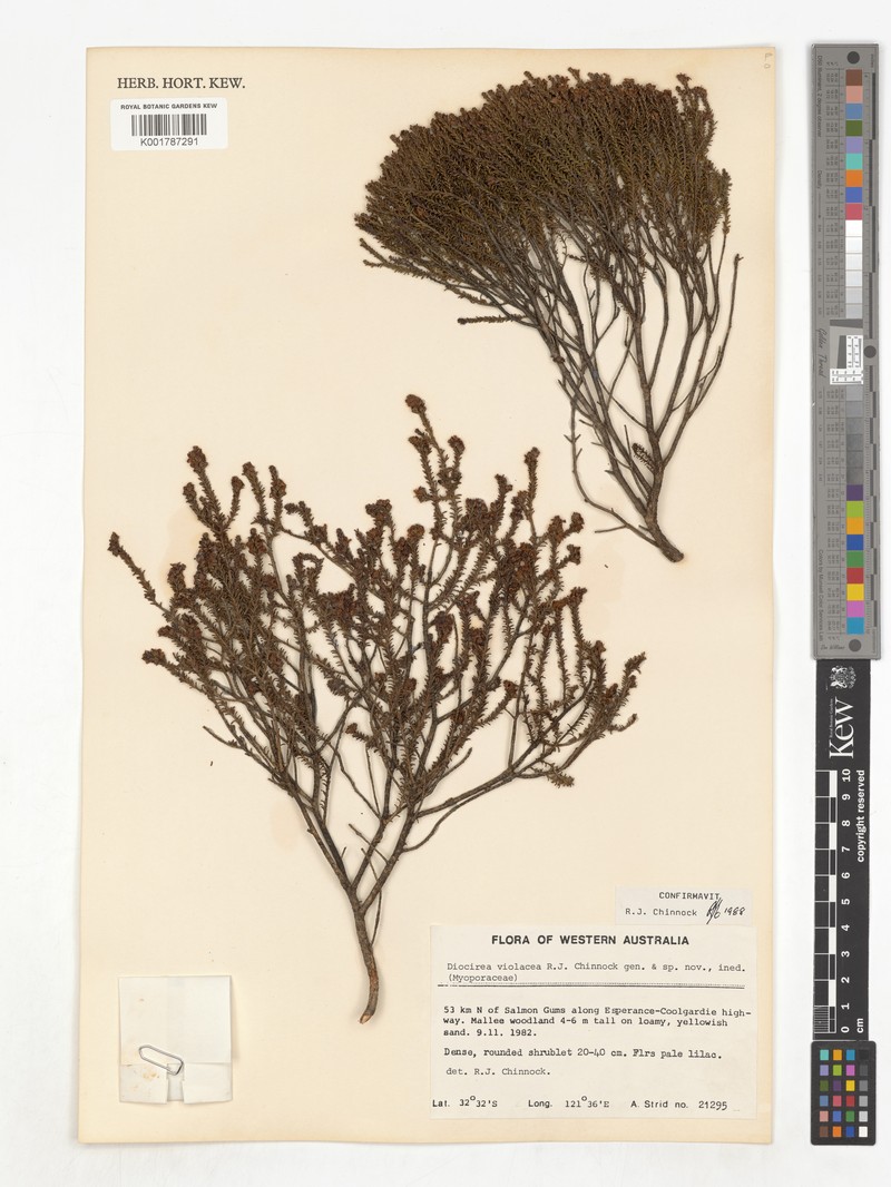 Eremophila violacea photo 3