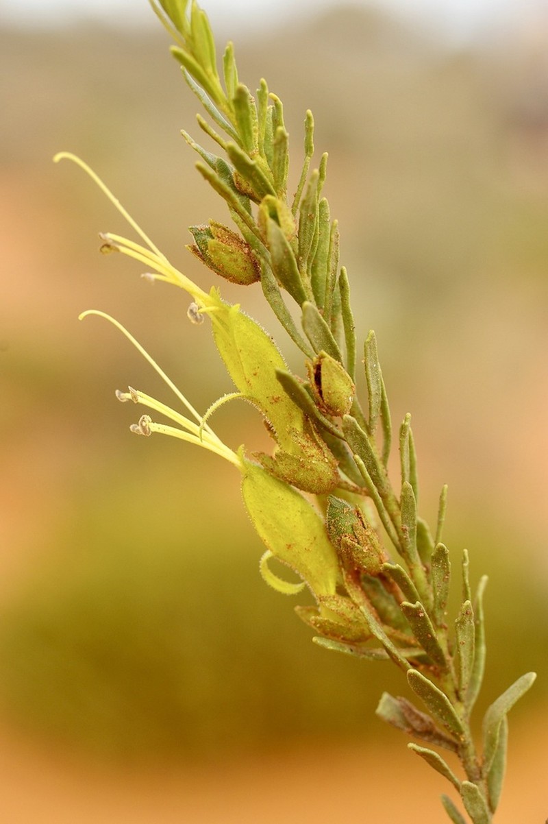 Eremophila viridissima