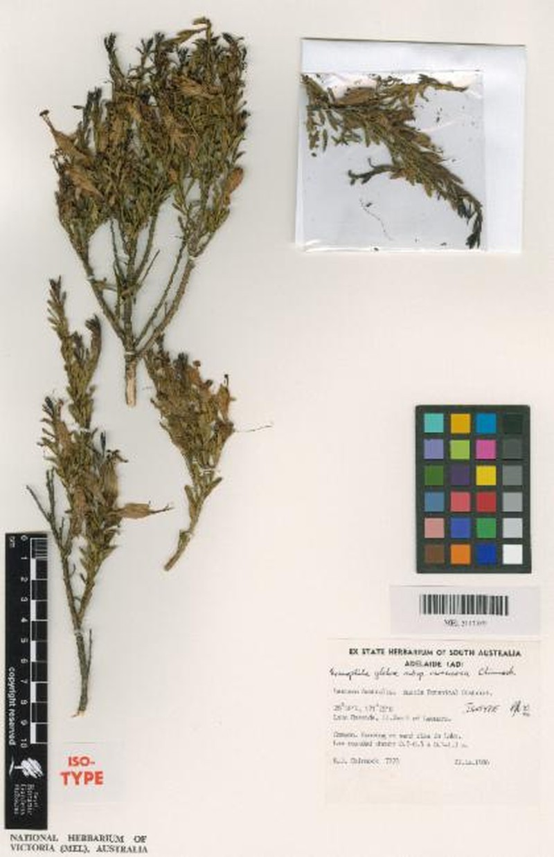 Eremophila viridissima photo 2