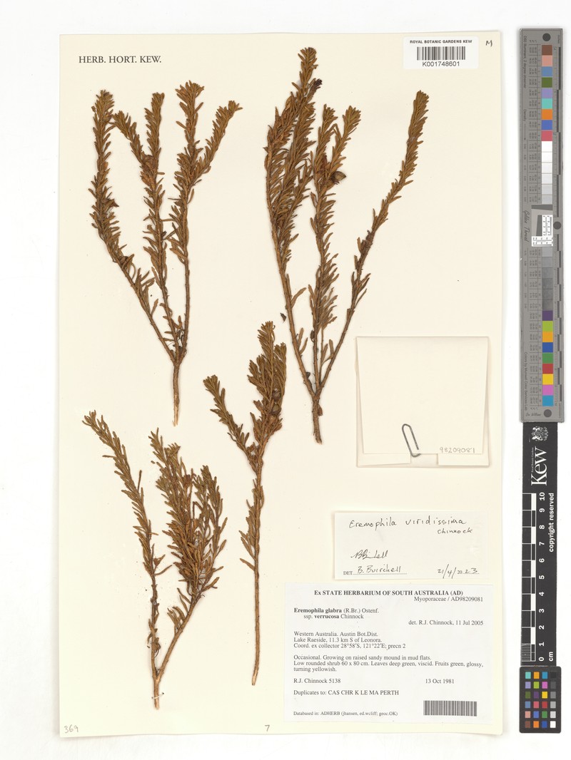 Eremophila viridissima photo 3