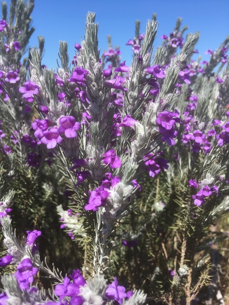 Eremophila waitii photo 2