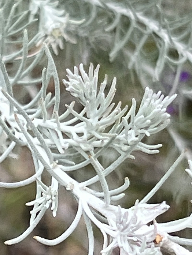 Eremophila waitii