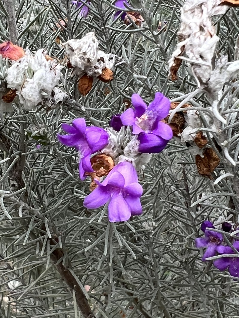 Eremophila waitii photo 3