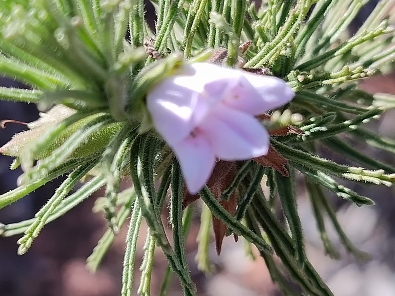 Eremophila woodiae