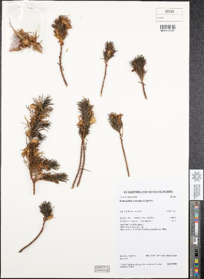 Eremophila woodiae photo 2
