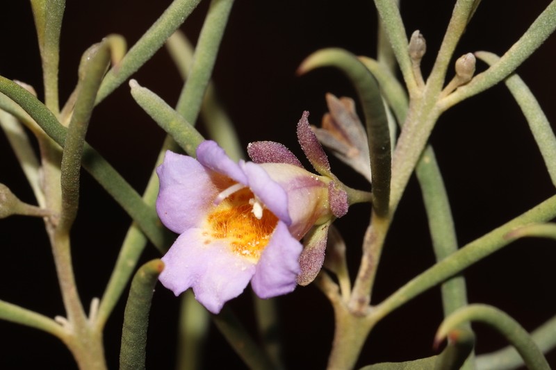 Eremophila xantholaema