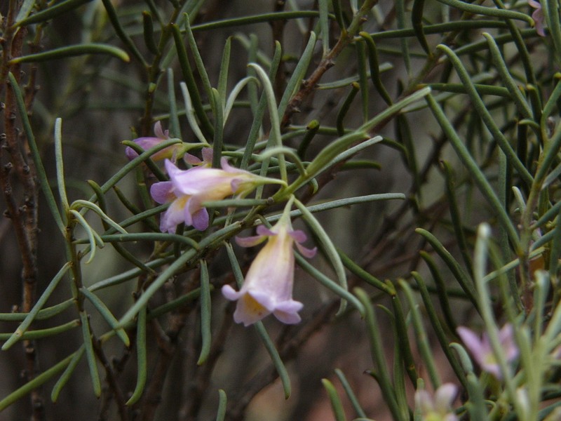 Eremophila xantholaema photo 2