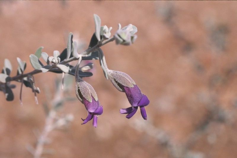 Eremophila yinnetharrensis