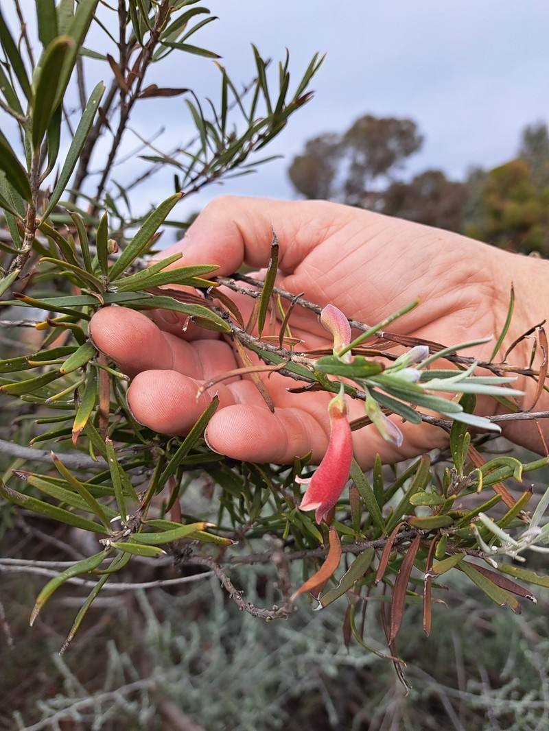 Eremophila youngii subsp. youngii