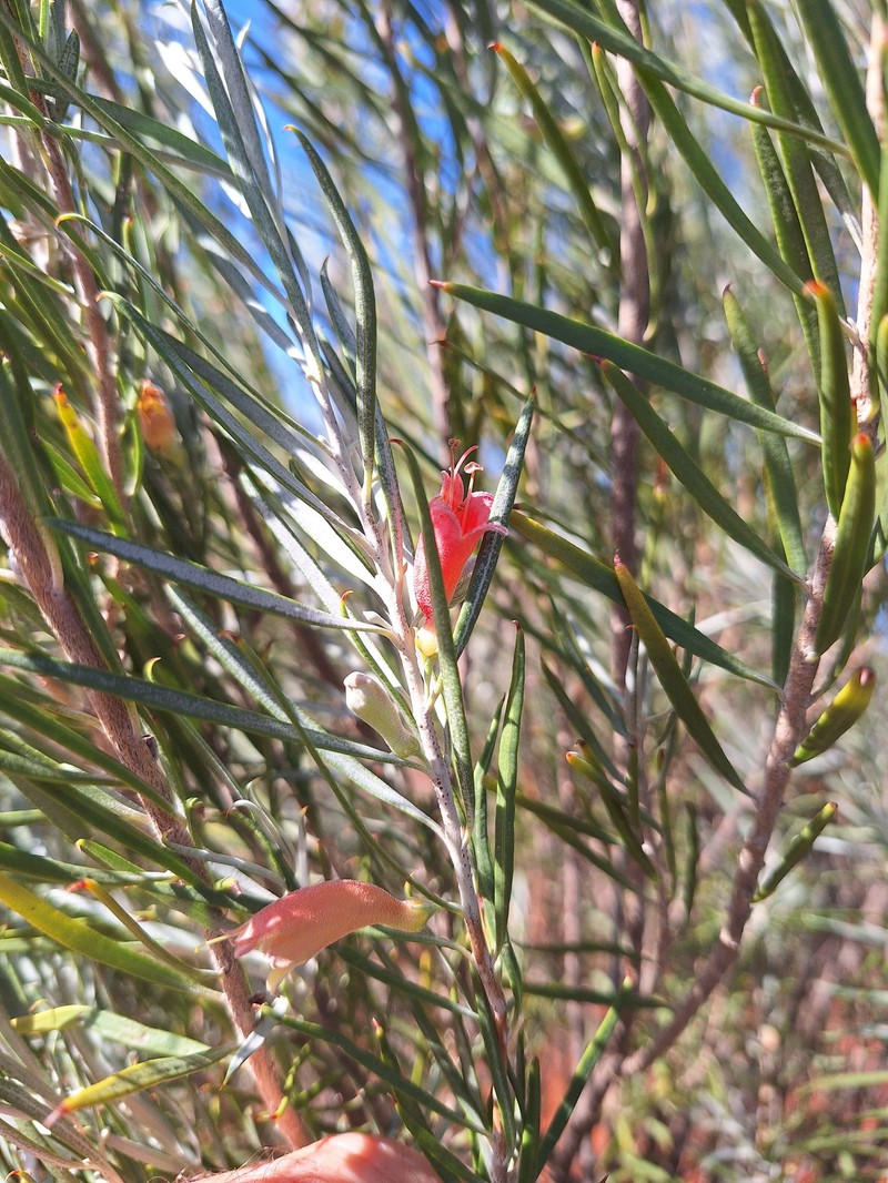 Eremophila youngii subsp. youngii photo 2