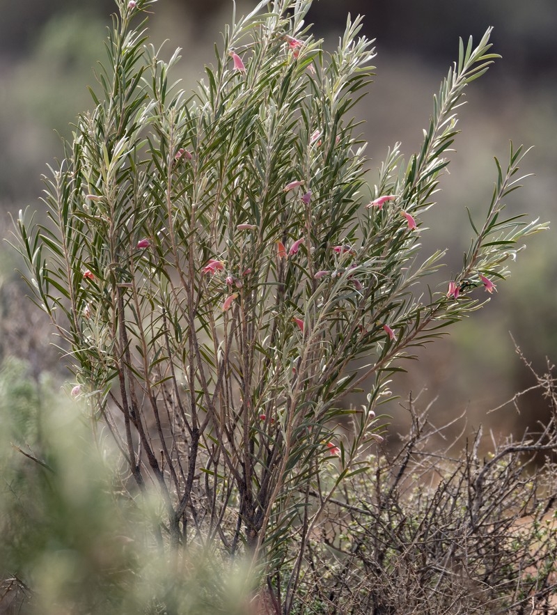 Eremophila youngii subsp. youngii photo 3