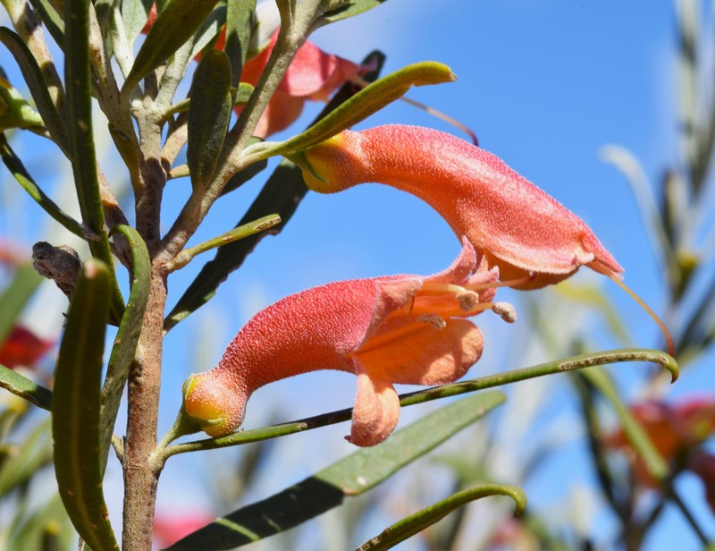 Eremophila youngii subsp. youngii photo 4