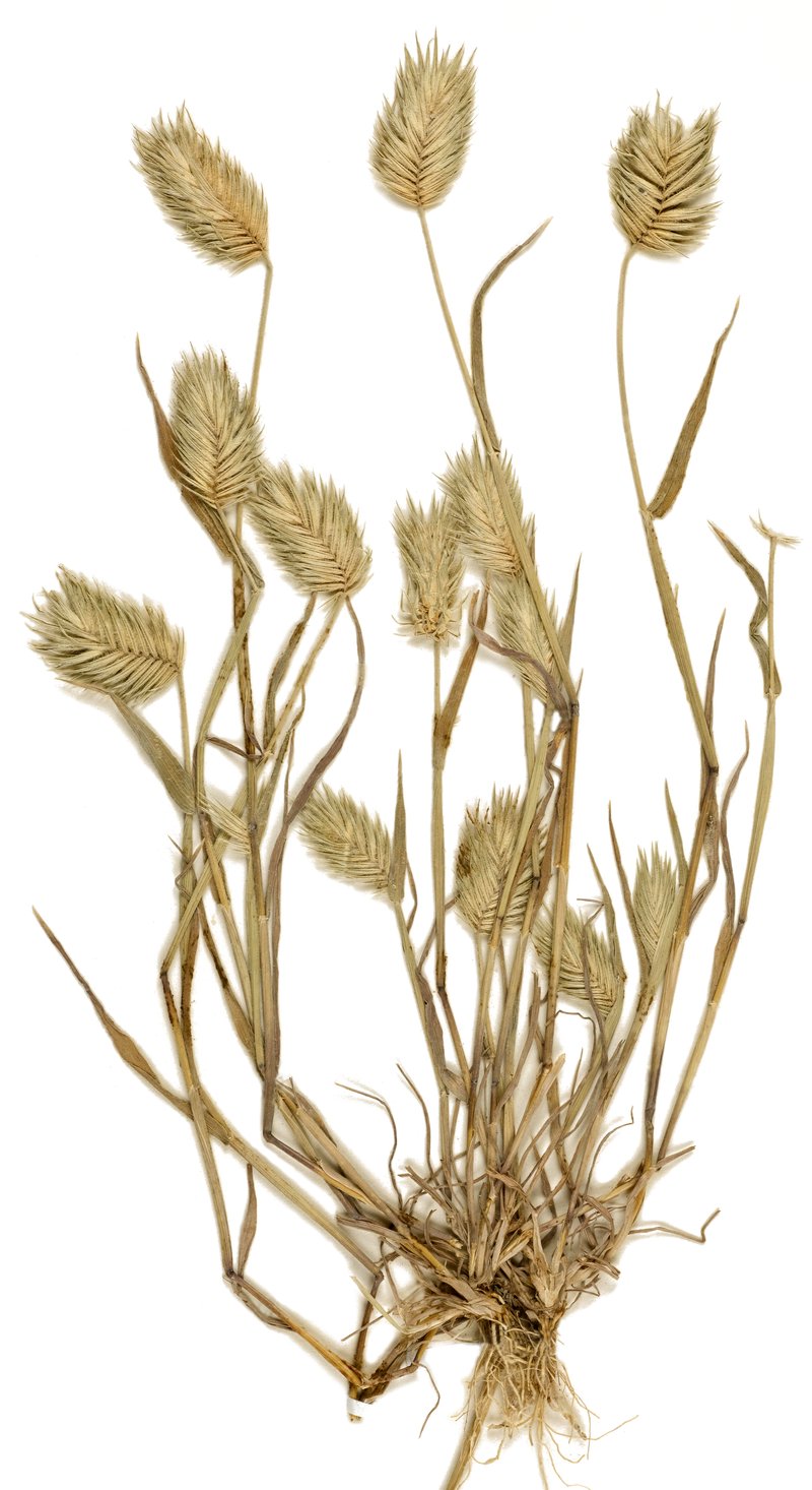 Tapertip False Wheatgrass photo 2