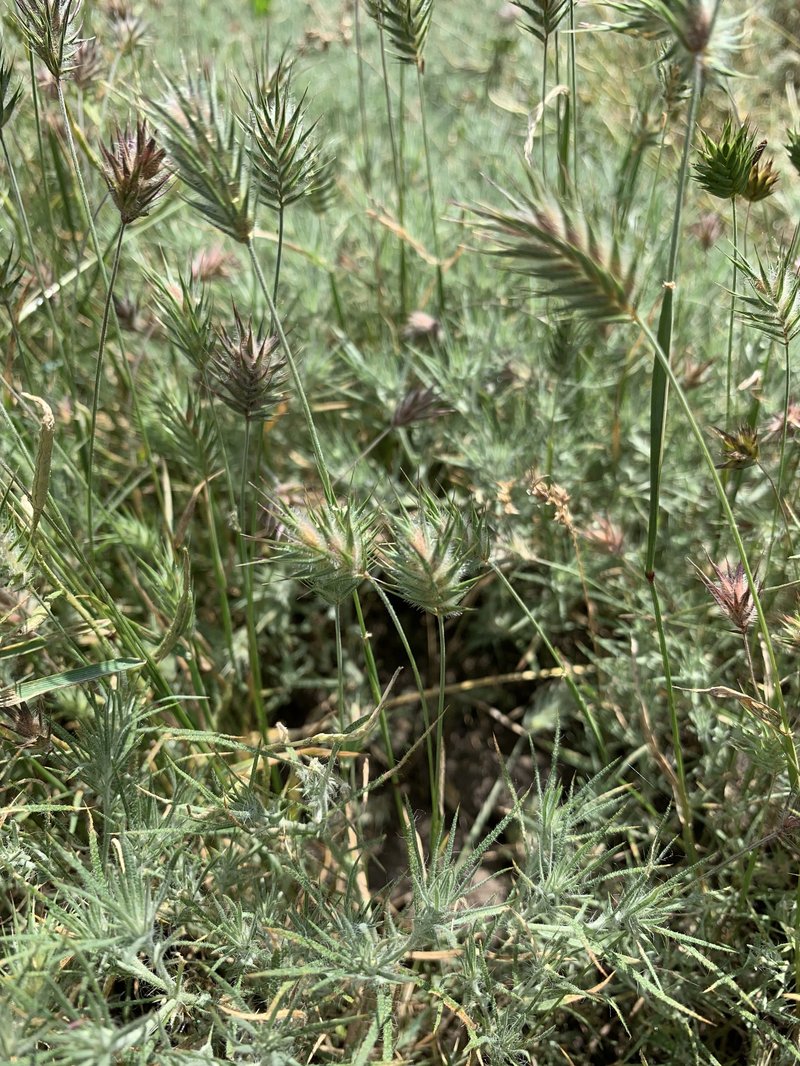 Oriental False Wheatgrass photo 2