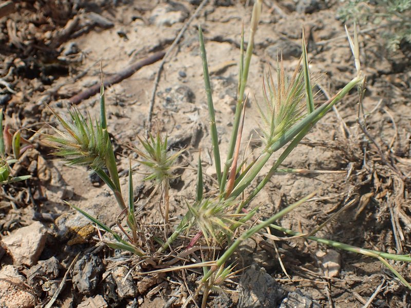Oriental False Wheatgrass photo 3