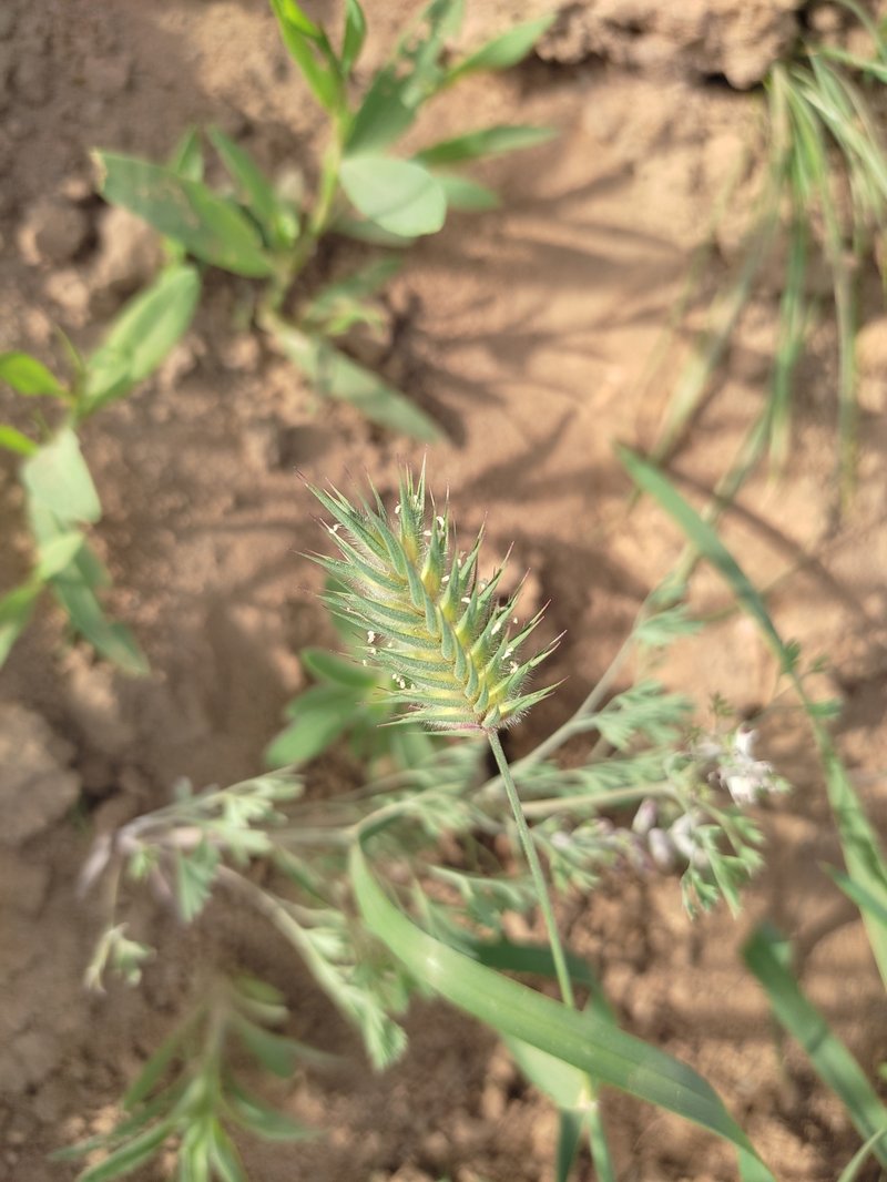 Oriental False Wheatgrass photo 4