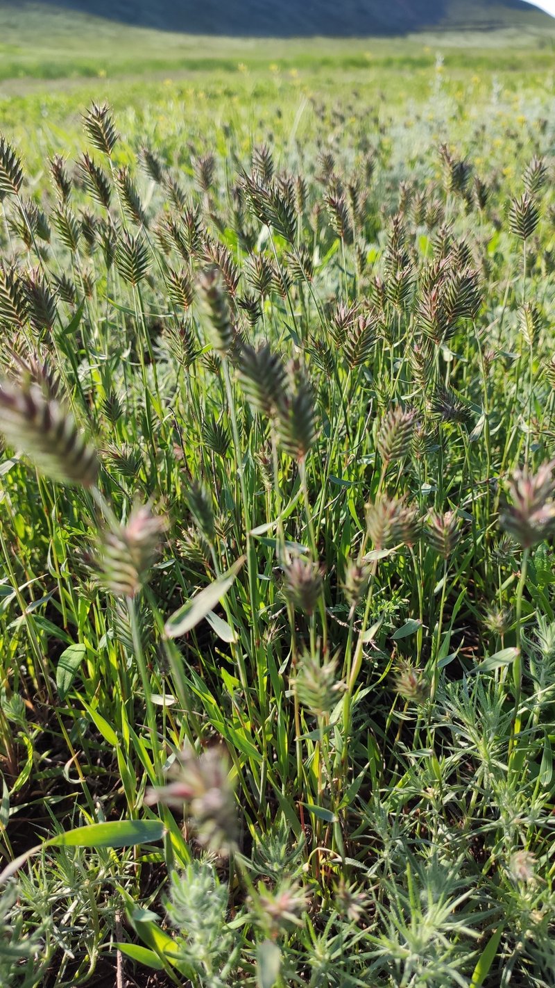 Oriental False Wheatgrass photo 5