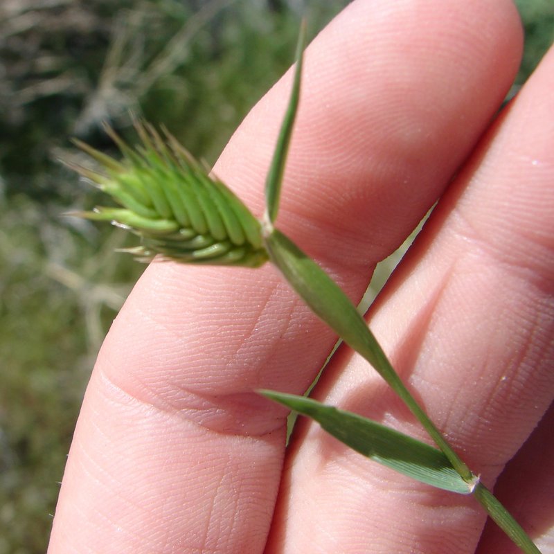 Annual Wheatgrass photo 2