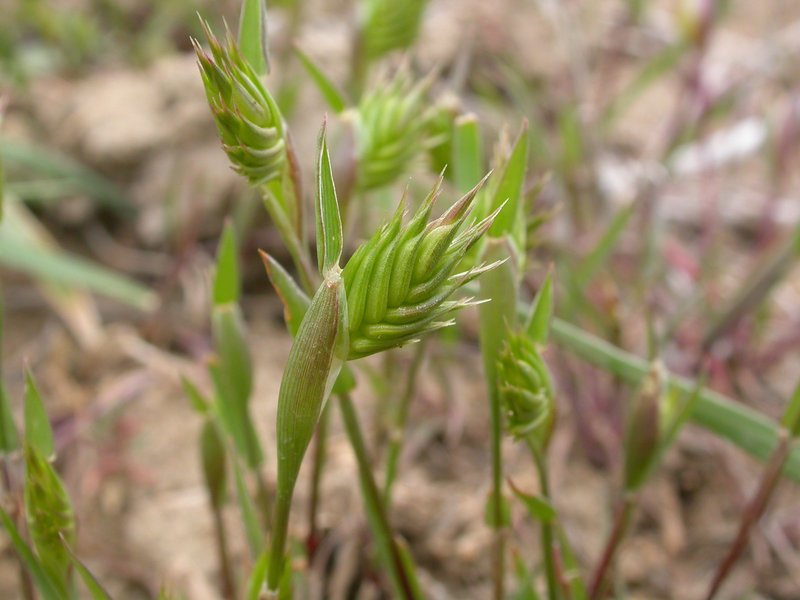 Annual Wheatgrass photo 4