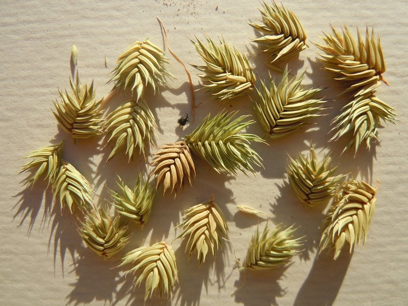 Annual Wheatgrass photo 6