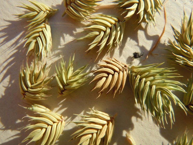 Annual Wheatgrass photo 7