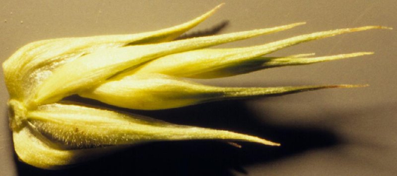Annual Wheatgrass photo 8