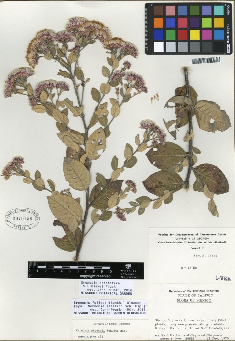 Eremosis aristifera