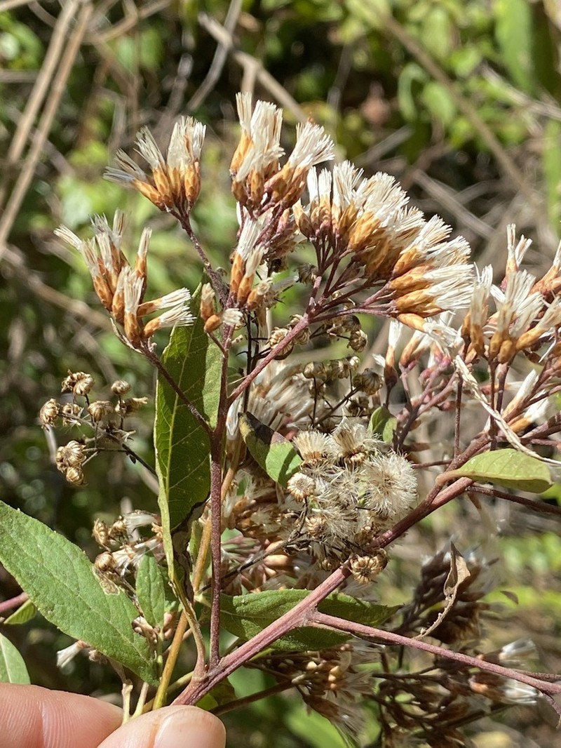 Eremosis baadii
