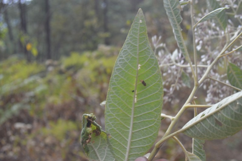 Eremosis barbinervis