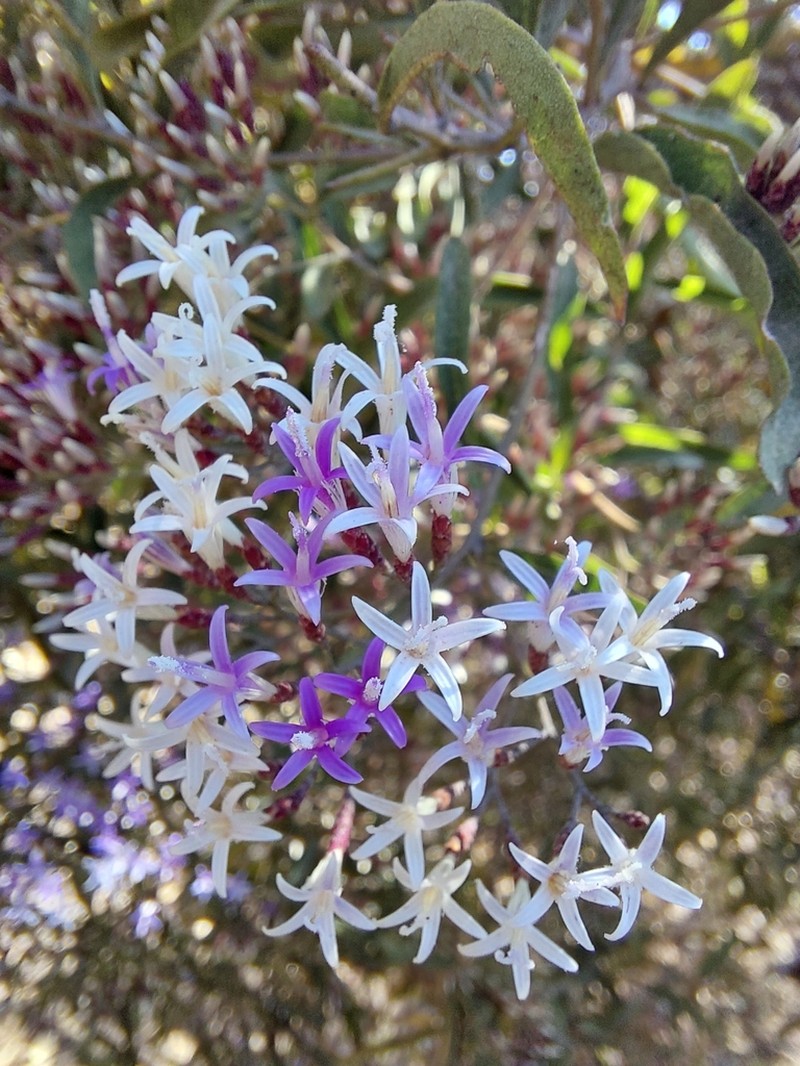 Eremosis corymbosa