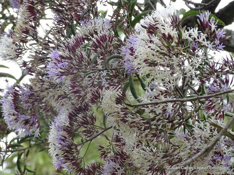 Eremosis corymbosa photo 2