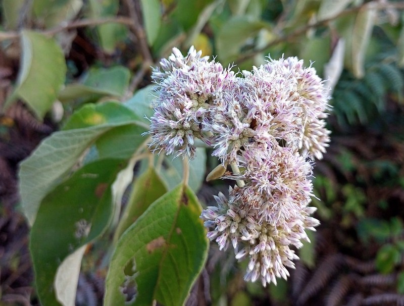 Eremosis corymbosa photo 3