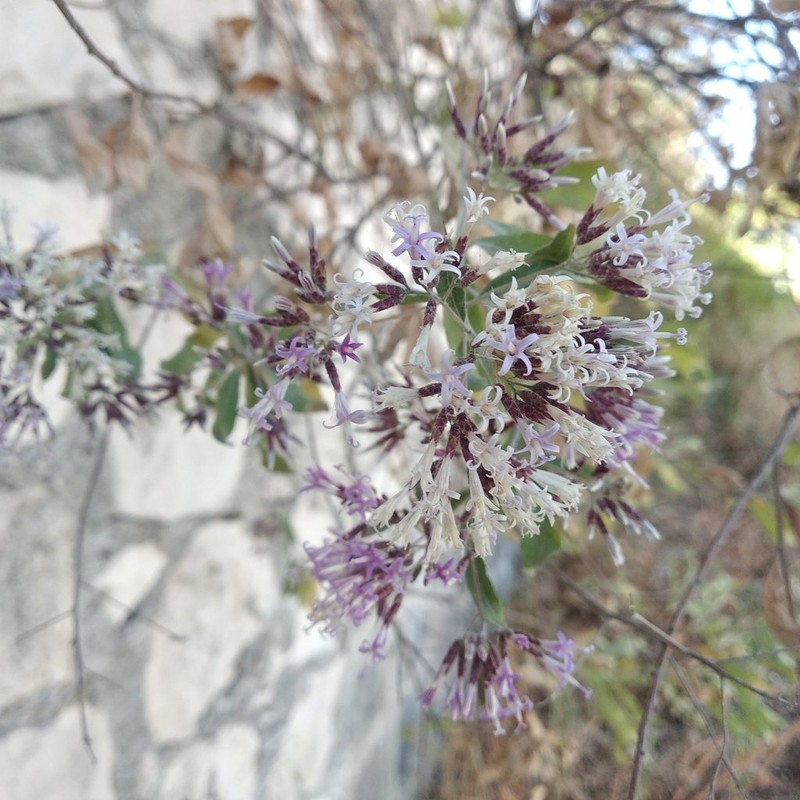 Eremosis corymbosa photo 5