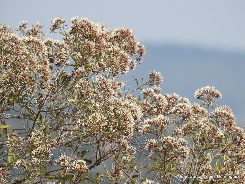 Eremosis corymbosa photo 6